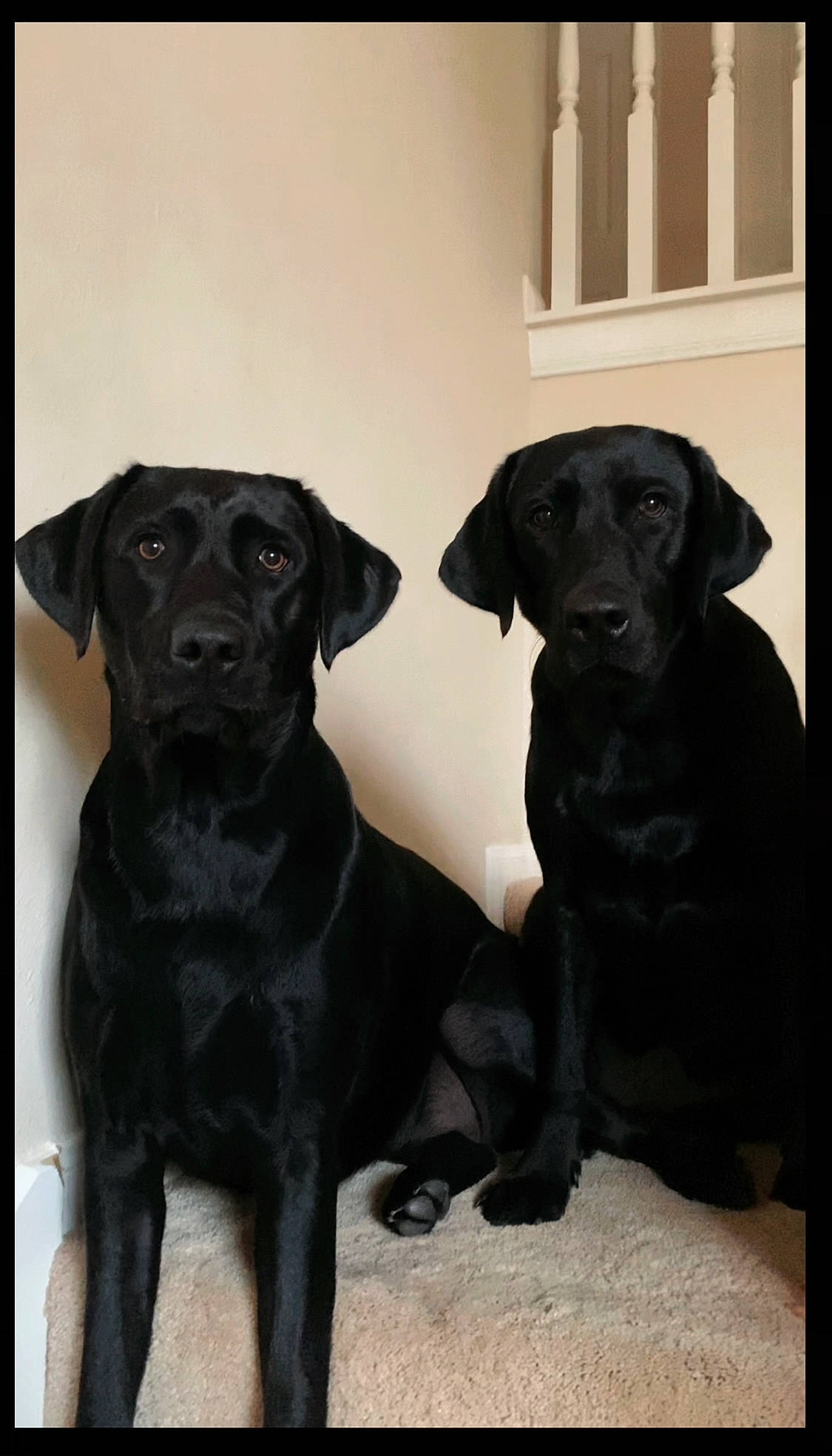 Angelina And Layla is registered to the contest to win money with this photo: borador, canidae, carnivore, collar, companion_dog, dog, dog_breed, dog_collar, fur, gun_dog, hunting_dog, labrador_retriever, liver, pet_supply, puppy, retriever, snout, sporting_group, window, working_animal