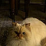 animal, blue_eyes, carpet, cat, close_up, cozy, cream_colored, domestic, feline, fluffy, fur, home, indoor, looking, pet, quiet, serious_expression, shadow, sitting, wooden_table