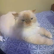 Oracle is registered to the contest to win money with this photo: animal, bed, blue_bedspread, cat, curved_edges, cute, feline, fisheye_lens, fluffy, fur, home, indoor, light, patterned, paws, pet, relaxed, resting, shadow, whiskers