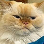 Oracle is registered to the contest to win money with this photo: animal, blue_fabric, cat, close_up, cream_color, cute, domestic_cat, expression, face, feline, fluffy, fur, indoor, mammal, orange_color, pet, portrait, resting, whiskers, whiskers_visible
