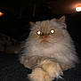 Oracle is registered to the contest to win money with this photo: animal, cat, close_up, cream_colored, cute, dark_background, domestic_cat, feline, fluffy, glowing_eyes, indoor, light_reflection, mammal, night, paws_crossed, pet, portrait, relaxed, soft_fur, whiskers