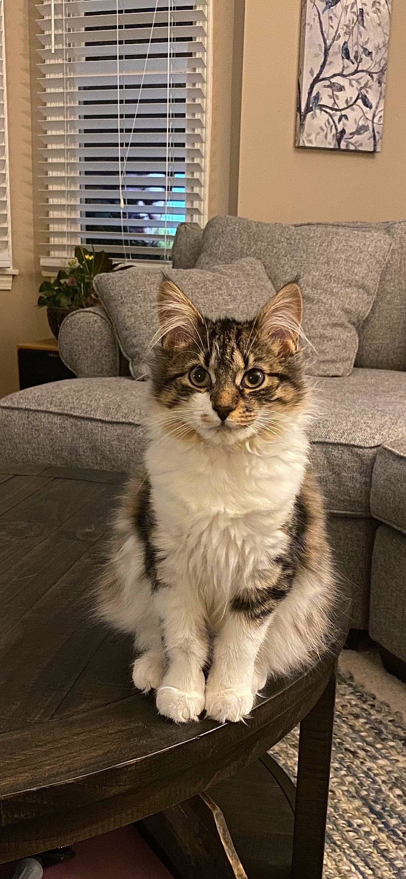 Hazel is registered to the contest to win money with this photo: carnivore, cat, comfort, couch, domestic_short_haired_cat, eye, fawn, felidae, flooring, grey, houseplant, plant, small_to_medium_sized_cats, snout, tail, terrestrial_animal, tree, whiskers, window, window_blind