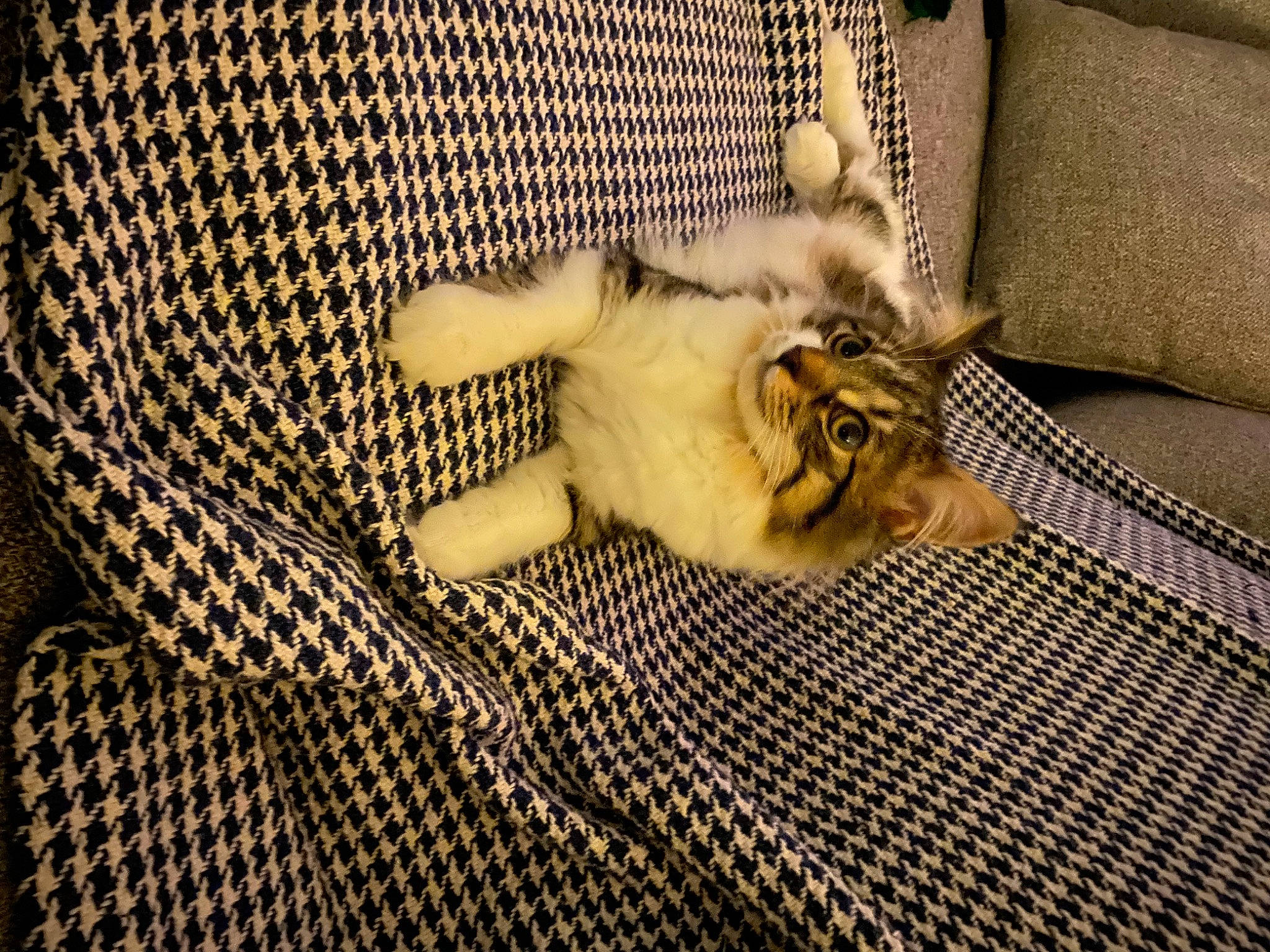 Hazel joined the competition — help win amazing prizes! carnivore, cat, comfort, companion_dog, domestic_short_haired_cat, fawn, felidae, floor, flooring, grey, hardwood, linens, mesh, pattern, paw, small_to_medium_sized_cats, snout, tail, whiskers, wood