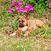 Radar joined the competition — help win amazing prizes! dog, brown_dog, grass, flowers, pink_flowers, greenery, outdoor, nature, plant, pet, animal, canine, sunlight, relaxing, laying_down, garden, leaves, daytime, flora, spring