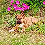 dog, brown_dog, grass, flowers, pink_flowers, greenery, outdoor, nature, plant, pet, animal, canine, sunlight, relaxing, laying_down, garden, leaves, daytime, flora, spring