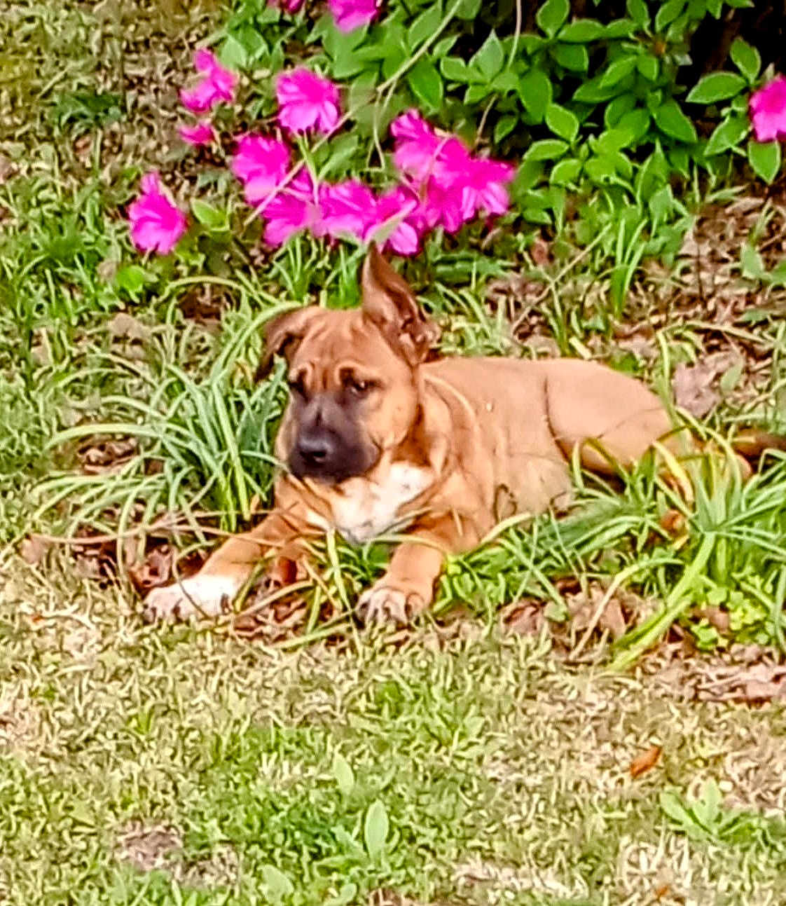 Radar joined the competition — help win amazing prizes! dog, brown_dog, grass, flowers, pink_flowers, greenery, outdoor, nature, plant, pet, animal, canine, sunlight, relaxing, laying_down, garden, leaves, daytime, flora, spring