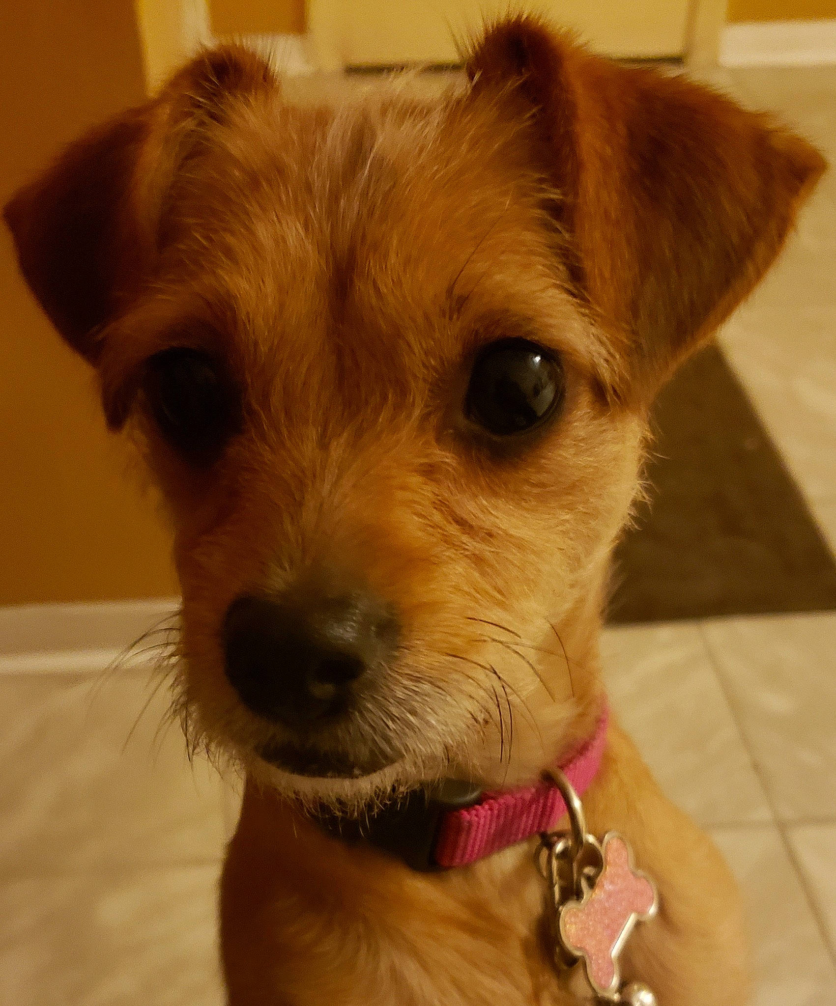 Talula joined the competition — help win amazing prizes! border_terrier, canidae, carnivore, companion_dog, dog, dog_breed, fawn, mammal, norfolk_terrier, puppy, rare_breed_dog, small_terrier, snout, sporting_lucas_terrier, terrier, vertebrate, whiskers