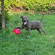 Dexter is registered to the contest to win money with this photo: dog, grass, ball, outdoor, greenery, playful, pet, canine, animal, tongue_out, happy, nature, paw, summer, yard, leafy, post, sunlight, fur, tongue