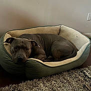 Dexter is registered to the contest to win money with this photo: animal, bed, canine, carpet, comfort, cozy, curled_up, dog, domestic, electrical_outlet, furniture, gray_dog, household, indoor, pet_bed, relaxed, resting, rug, wall, wooden_floor