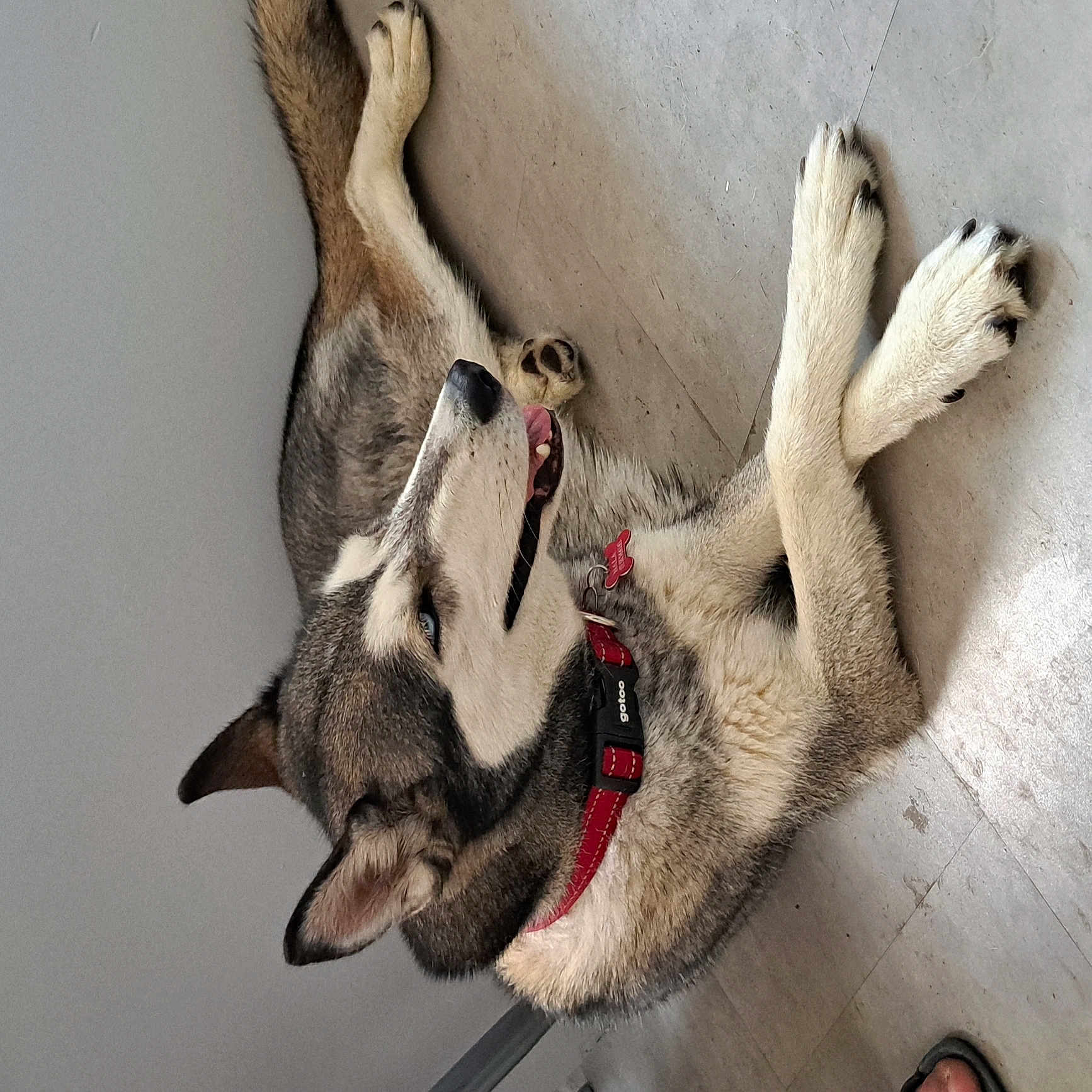 Nala a rejoint le concours — aidez-le/la à gagner de superbes lots ! dog, husky, pet, animal, collar, indoor, floor, paw, fur, tongue, canine, resting, blue_eyes, muzzle, ears, cute, domestic, laying_down, side_view, happy