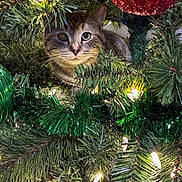Willow is registered to the contest to win money with this photo: cat, tabby_cat, christmas_tree, ornament, red_ornament, green_ornament, holiday_lights, pine_needles, greenery, festive, curious, pet, indoor, decorations, closeup, animal, feline, christmas, holiday, nature