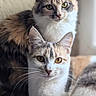 animal, calm, cat, closeup, companions, curious, cute, domestic_animal, eyes, feline, fur, indoor, mammal, pet, portrait, resting, soft_light, two_cats, whiskers, window_light
