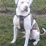 Tank is registered to the contest to win money with this photo: dog, canine, pet, leash, harness, grass, outdoor, fence, chain_link_fence, sitting, white_dog, brown_spots, animal, mammal, friendly, domestic_animal, nature, park, daytime, quiet