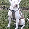 dog, canine, pet, leash, harness, grass, outdoor, fence, chain_link_fence, sitting, white_dog, brown_spots, animal, mammal, friendly, domestic_animal, nature, park, daytime, quiet