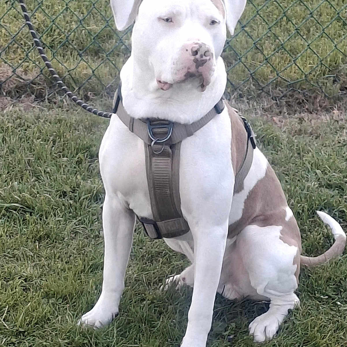 Tank