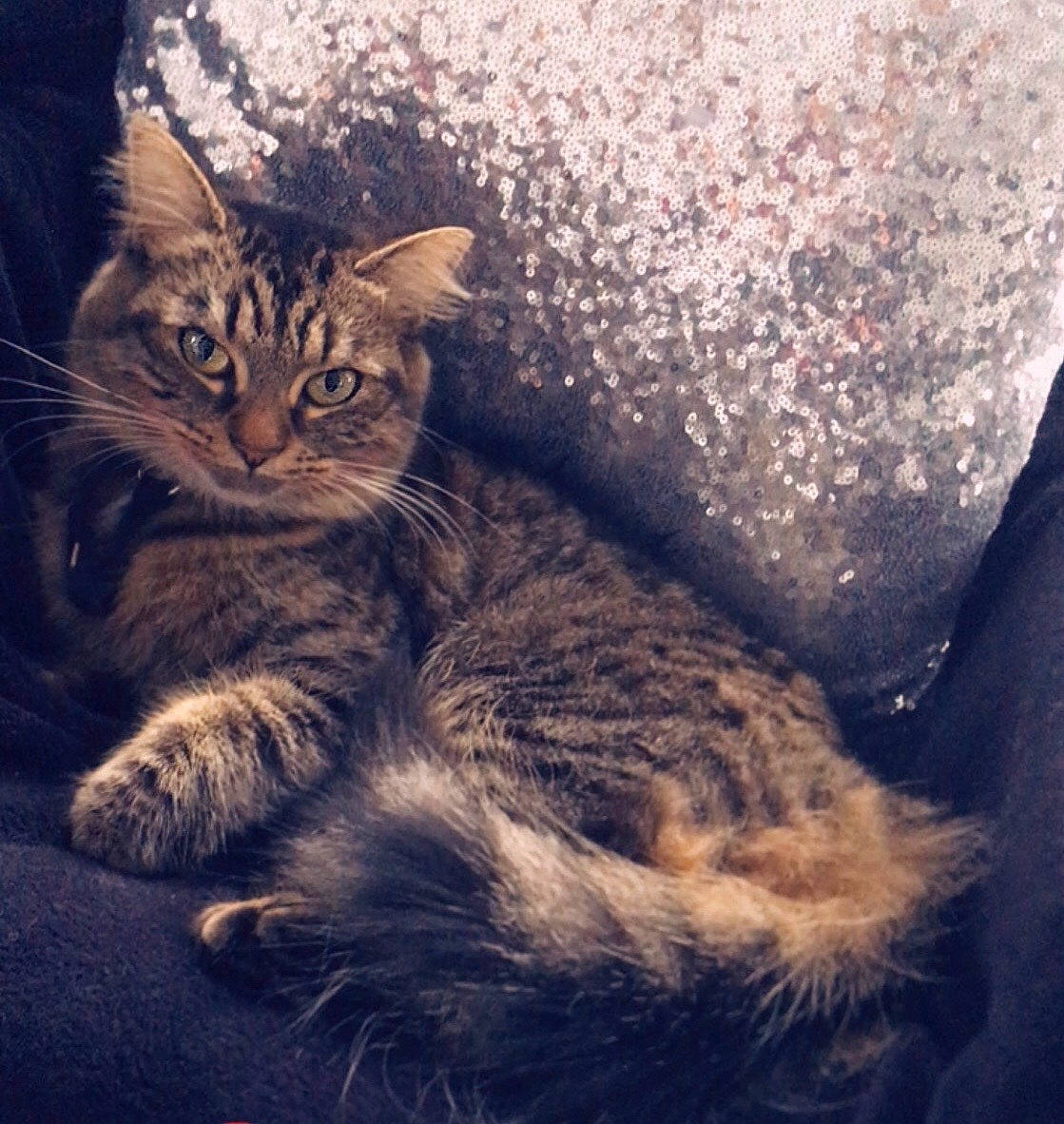 Bella a rejoint le concours — aidez-le/la à gagner de superbes lots ! carnivore, cat, claw, cloud, domestic_short_haired_cat, felidae, fur, metal, meteorological_phenomenon, mountain, mountainous_landforms, paw, plant, sky, small_to_medium_sized_cats, snout, tail, terrestrial_animal, whiskers, wilderness