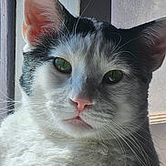 Orca joined the competition — help win amazing prizes! cat, close_up, black_and_white, window, natural_light, fur, whiskers, pet, animal, face, green_eyes, serene, indoors, portrait, cute, mammal, feline, pink_nose, relaxed, domestic_cat