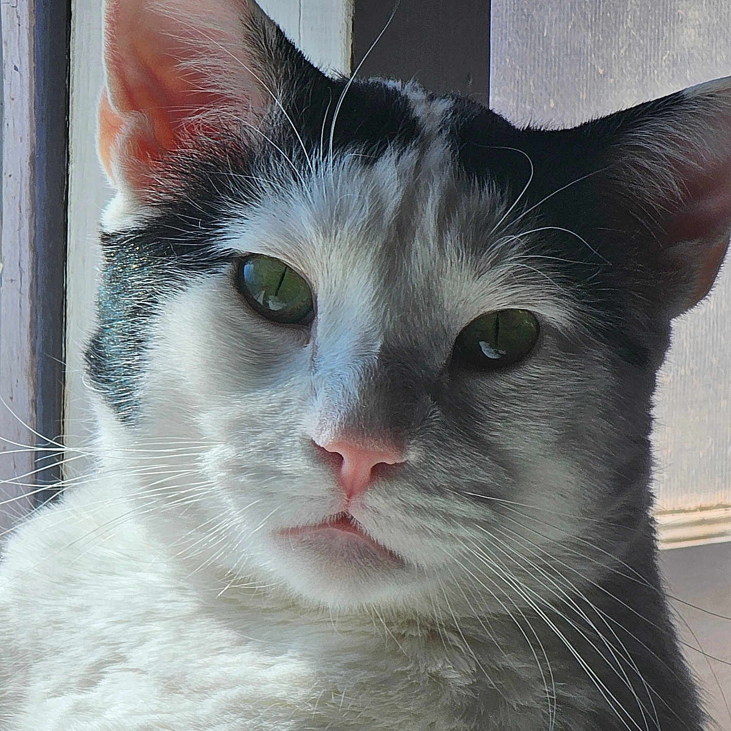 Orca joined the competition — help win amazing prizes! animal, black_and_white, cat, close_up, cute, domestic_cat, face, feline, fur, green_eyes, indoors, mammal, natural_light, pet, pink_nose, portrait, relaxed, serene, whiskers, window