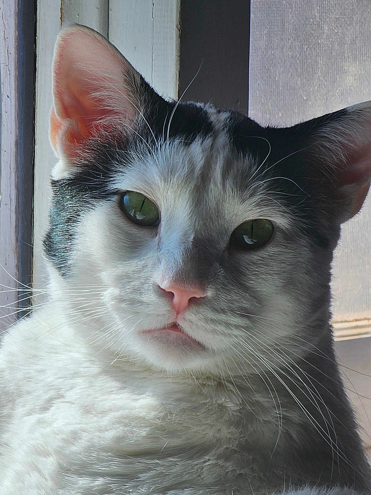 Orca joined the competition — help win amazing prizes! cat, close_up, black_and_white, window, natural_light, fur, whiskers, pet, animal, face, green_eyes, serene, indoors, portrait, cute, mammal, feline, pink_nose, relaxed, domestic_cat