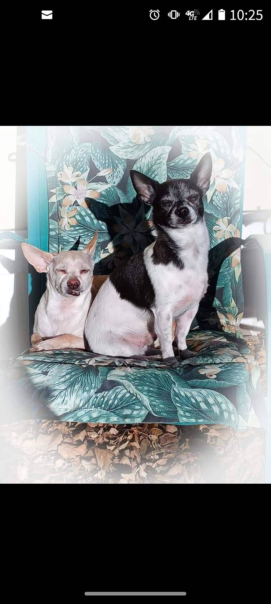 Jager And Moto is registered to the contest to win money with this photo: art, boston_terrier, canidae, carnivore, companion_dog, dog, dog_breed, dog_supply, fawn, fixture, font, illustration, linens, non_sporting_group, pattern, rectangle, snout, sporting_group, visual_arts, working_animal