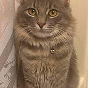 Jinx joined the competition — help win amazing prizes! bell, cat, closeup, collar, curtain, cute, ears, face, feline, fluffy, fur, gray_cat, indoor, looking, paws, pet, sitting, tabby, whiskers, yellow_eyes