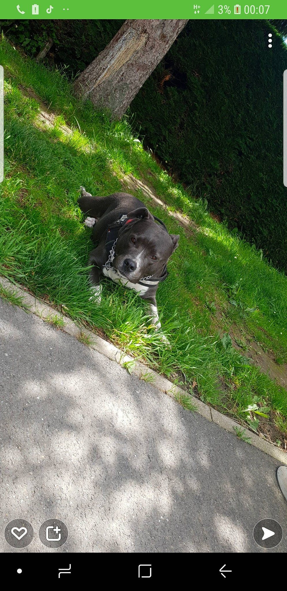 Dina participe au concours pour gagner de l'argent avec cette photo : asphalt, black_cat, canidae, carnivore, companion_dog, dog_breed, felidae, grass, groundcover, lawn, plant, road, road_surface, shadow, shrub, sidewalk, small_to_medium_sized_cats, snout, sporting_group, tail