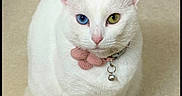Gema joined the competition — help win amazing prizes! cat, white_cat, heterochromia, blue_eye, green_eye, pet, domestic_cat, collar, bell, pink_bow, sitting, floor, tile_floor, looking_at_camera, animal, feline, cute, indoor, fur, whiskers