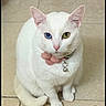 animal, bell, blue_eye, cat, collar, cute, domestic_cat, feline, floor, fur, green_eye, heterochromia, indoor, looking_at_camera, pet, pink_bow, sitting, tile_floor, whiskers, white_cat