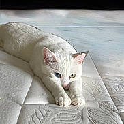 Gema joined the competition — help win amazing prizes! cat, white_cat, heterochromia, blue_eye, green_eye, stretching, mattress, texture, indoor, pet, feline, sleepy, relaxed, closeup, animal, cute, whiskers, paws, ears, resting