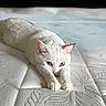 Gema joined the competition — help win amazing prizes! cat, white_cat, heterochromia, blue_eye, green_eye, stretching, feline, pet, indoor, mattress, texture, close_up, animal, cute, relaxed, fur, whiskers, paws, laying_down, domestic_cat