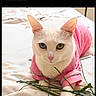 Gema joined the competition — help win amazing prizes! cat, white_cat, heterochromia, blue_eye, green_eye, pink_shirt, bed, indoor, pet, animal, grass, cute, feline, paw, relaxed, portrait, closeup, soft_lighting, domestic_animal, cozy