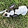 Lyra