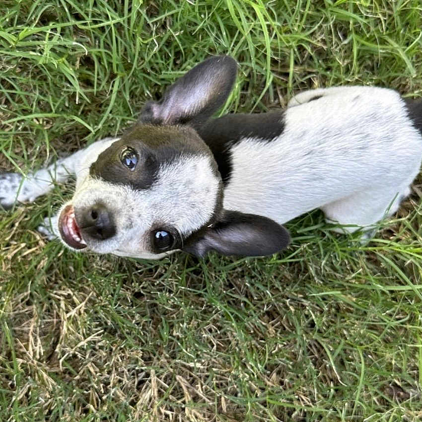 Lyra joined the competition — help win amazing prizes! puppy, dog, grass, outdoor, black_and_white, animal, pet, cute, happy, looking_up, small_dog, nature, playful, fur, ears, tail, young_dog, adorable, canine, sunlight
