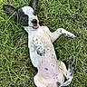 Lyra joined the competition — help win amazing prizes! puppy, dog, grass, playful, outdoor, animal, pet, cute, young, lying_down, ears, black_and_white, tongue, happy, nature, summer, spots, fur, small, friendly
