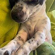 Lyra is registered to the contest to win money with this photo: puppy, dog, sleeping, stretching, blanket, green_blanket, cozy, closeup, cute, pet, animal, fur, white_and_black, indoor, resting, paw, snout, relaxed, young_dog, soft_texture