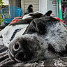 Lyra is registered to the contest to win money with this photo: dog, sleeping, close_up, black_and_white, nose, outdoor, porch, chair, ladder, relaxation, pet, animal, resting, fur, snout, calm, domestic_animal, laying_down, human_lap, home