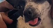 Lyra is registered to the contest to win money with this photo: dog, small_dog, black_and_white, tongue_out, pet, indoor, couch, human_hand, close_up, cute, animal, companion, cozy, relaxed, window, fur, ears, face, snout, friendly