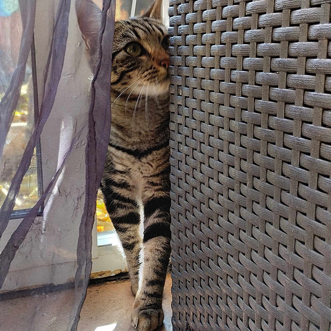 Tigrou a rejoint le concours — aidez-le/la à gagner de superbes lots ! animal, cat, cozy, curious, curtain, daylight, feline, floor, home, indoor, paws, pet, playful, shadow, sunlight, tabby_cat, texture, whiskers, window, woven_basket