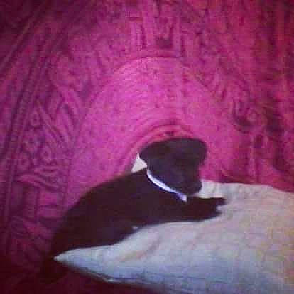 Luna participe au concours pour gagner de l'argent avec cette photo : arm, art, building, carnivore, cat, cloud, companion_dog, darkness, dog_breed, felidae, human_body, magenta, purple, shadow, sky, small_to_medium_sized_cats, tail, tints_and_shades, violet, visual_arts