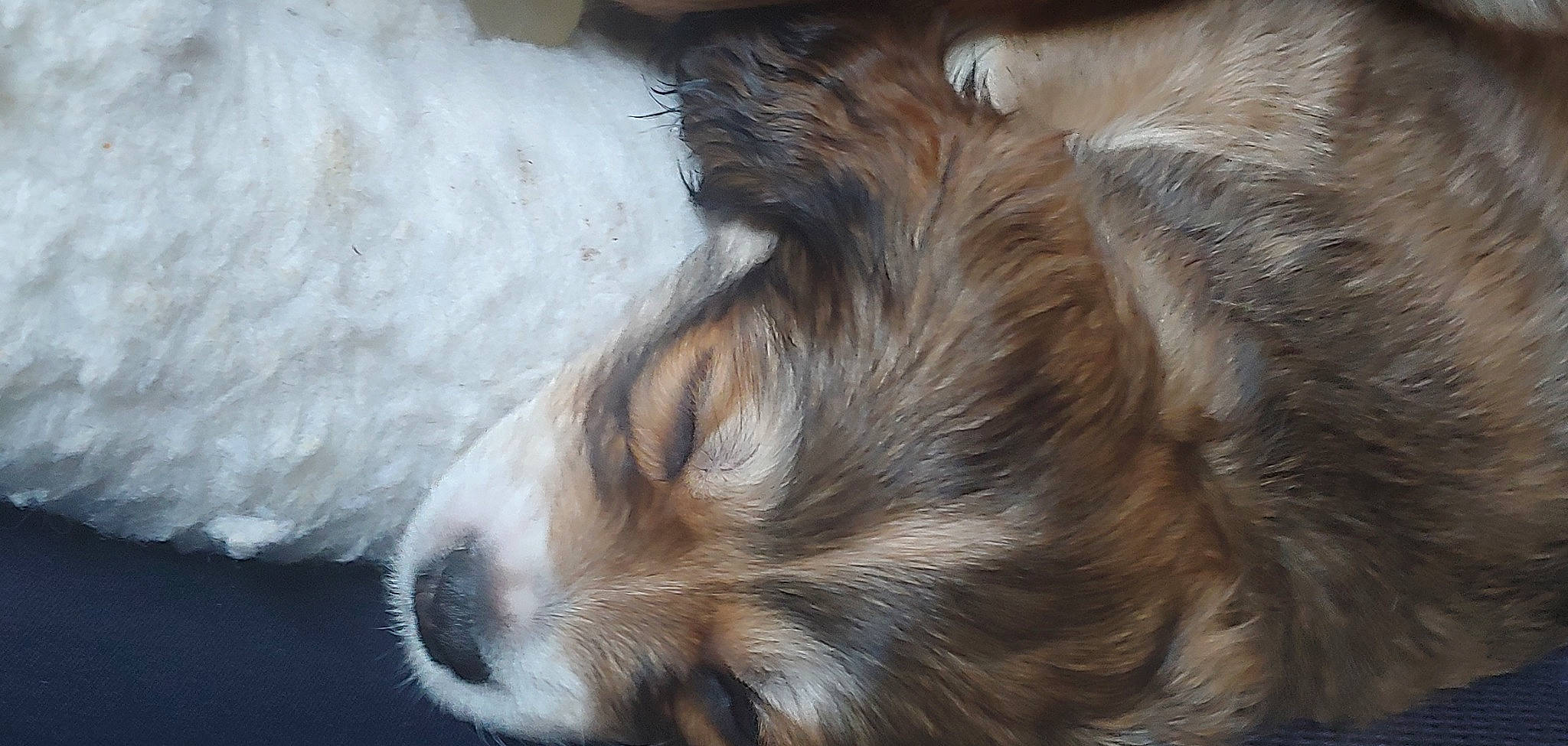 Ozzy Pawsbourne is registered to the contest to win money with this photo: canidae, carnivore, companion_dog, dog, dog_breed, fur, nose, puppy, puppy_love, snout, sporting_group, whiskers