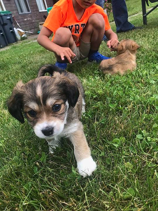 Ozzy Pawsbourne is registered to the contest to win money with this photo: beagle, canidae, carnivore, companion_dog, dog, dog_breed, mammal, puppy, rare_breed_dog, sporting_group, vertebrate