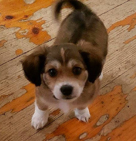 Ozzy Pawsbourne joined the competition — help win amazing prizes! beagle, canidae, carnivore, companion_dog, dog, dog_breed, mammal, pocket_beagle, puppy, puppy_love, rare_breed_dog, snout, sporting_group, street_dog, vertebrate