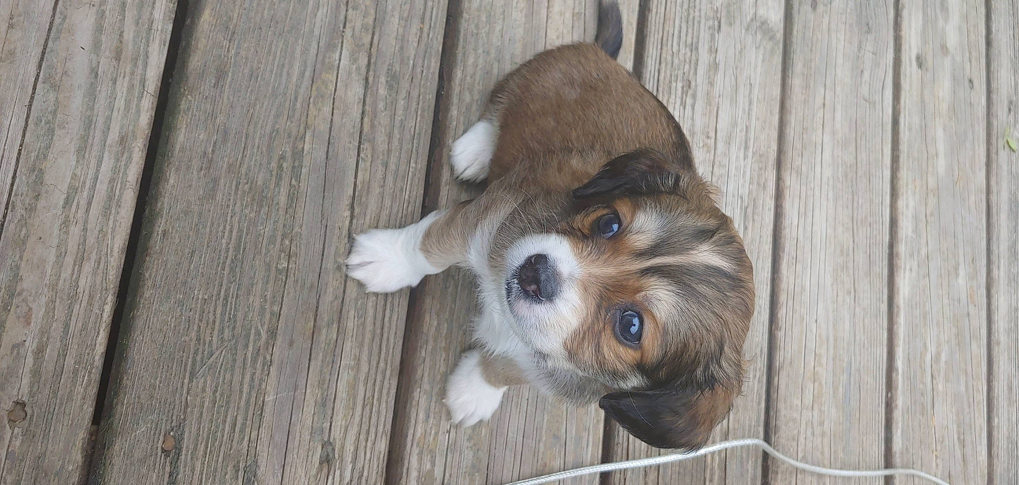 Ozzy Pawsbourne is registered to the contest to win money with this photo: animal_shelter, canidae, carnivore, companion_dog, dog, dog_breed, fawn, mammal, nose, puppy, snout, sporting_group