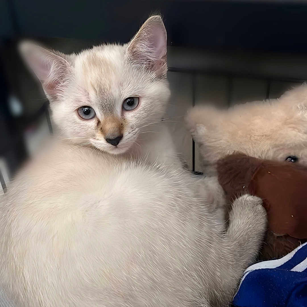 Ice participe au concours pour gagner de l'argent avec cette photo : kitten, cat, blue_eyes, fluffy, cute, pet, animal, indoor, resting, fur, young, small, closeup, soft_toy, plush, cozy, curious, domestic_cat, whiskers, sleepy