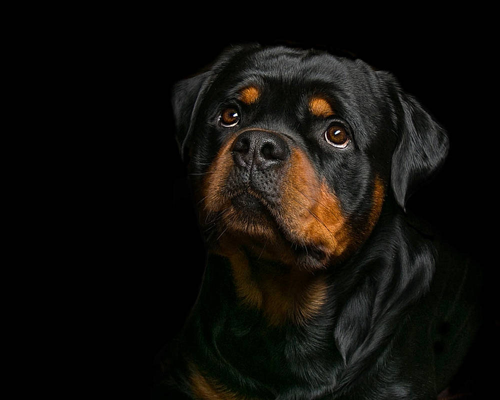 Ansel is registered to the contest to win money with this photo: canidae, carnivore, companion_dog, dog, dog_breed, mammal, molosser, rottweiler, snout, vertebrate, whiskers, working_dog