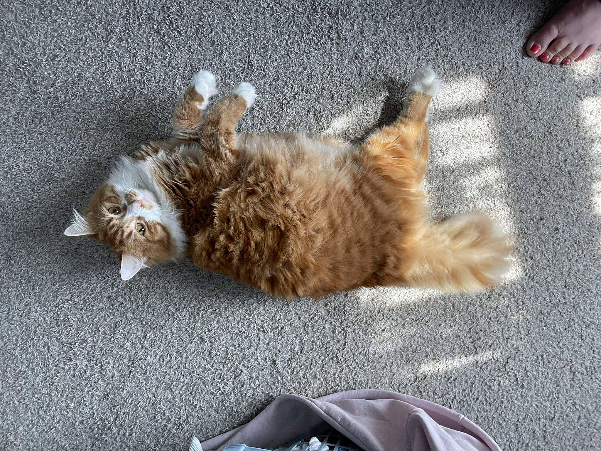 Gizmo is registered to the contest to win money with this photo: asphalt, canidae, carnivore, cat, claw, comfort, companion_dog, dog_breed, domestic_short_haired_cat, fawn, felidae, fur, grey, paw, road_surface, small_to_medium_sized_cats, sporting_group, tail, vehicle, whiskers