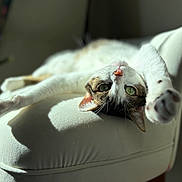 Michaela Yochum joined the competition — help win amazing prizes! cat, pet, feline, stretching, chair, indoor, sunlight, relaxed, green_eyes, whiskers, soft_fabric, cute, comfortable, home, animal, paws, nap, cozy, closeup, portrait