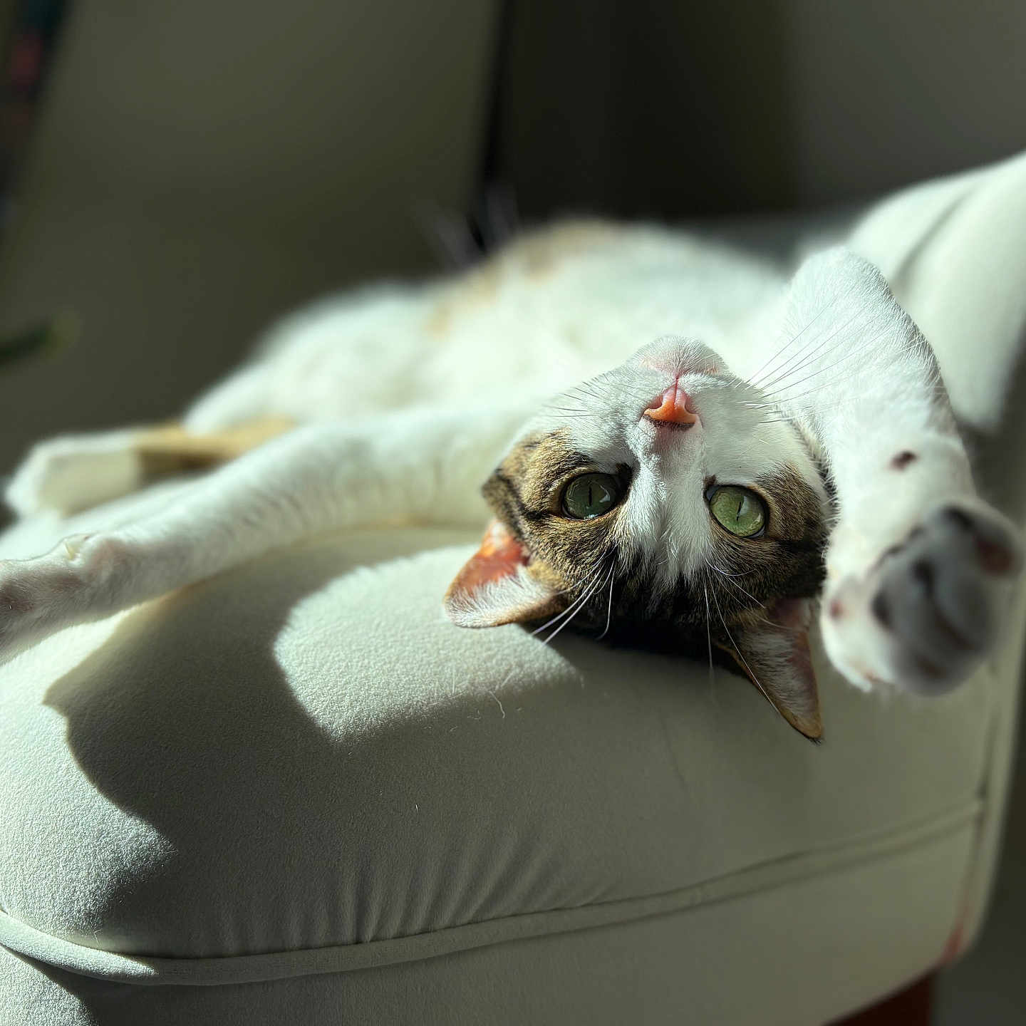 Michaela Yochum joined the competition — help win amazing prizes! cat, pet, feline, stretching, chair, indoor, sunlight, relaxed, green_eyes, whiskers, soft_fabric, cute, comfortable, home, animal, paws, nap, cozy, closeup, portrait