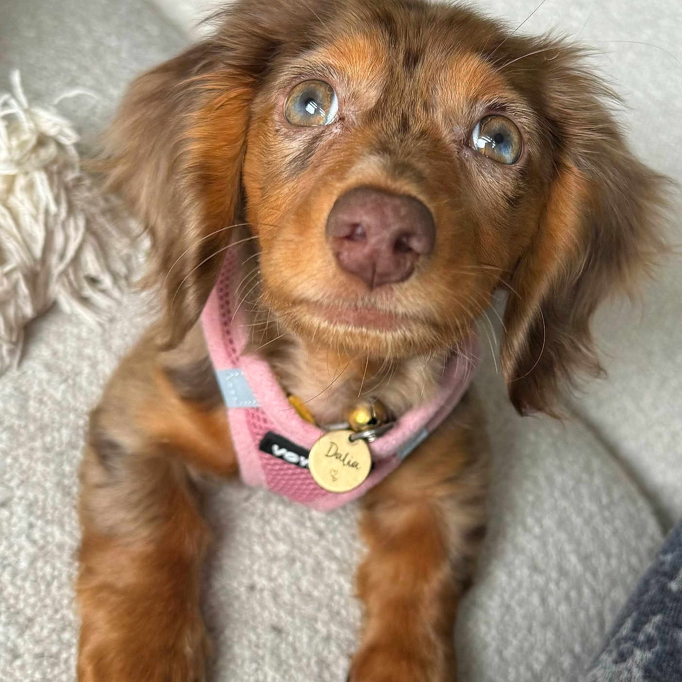 Dalia is registered to the contest to win money with this photo: animal, blanket, blue_eyes, close_up, cozy, curious, cute, dog, ears, fur, indoor, lying_down, nose, pet, pink_harness, portrait, puppy, soft_texture, whiskers, young_dog
