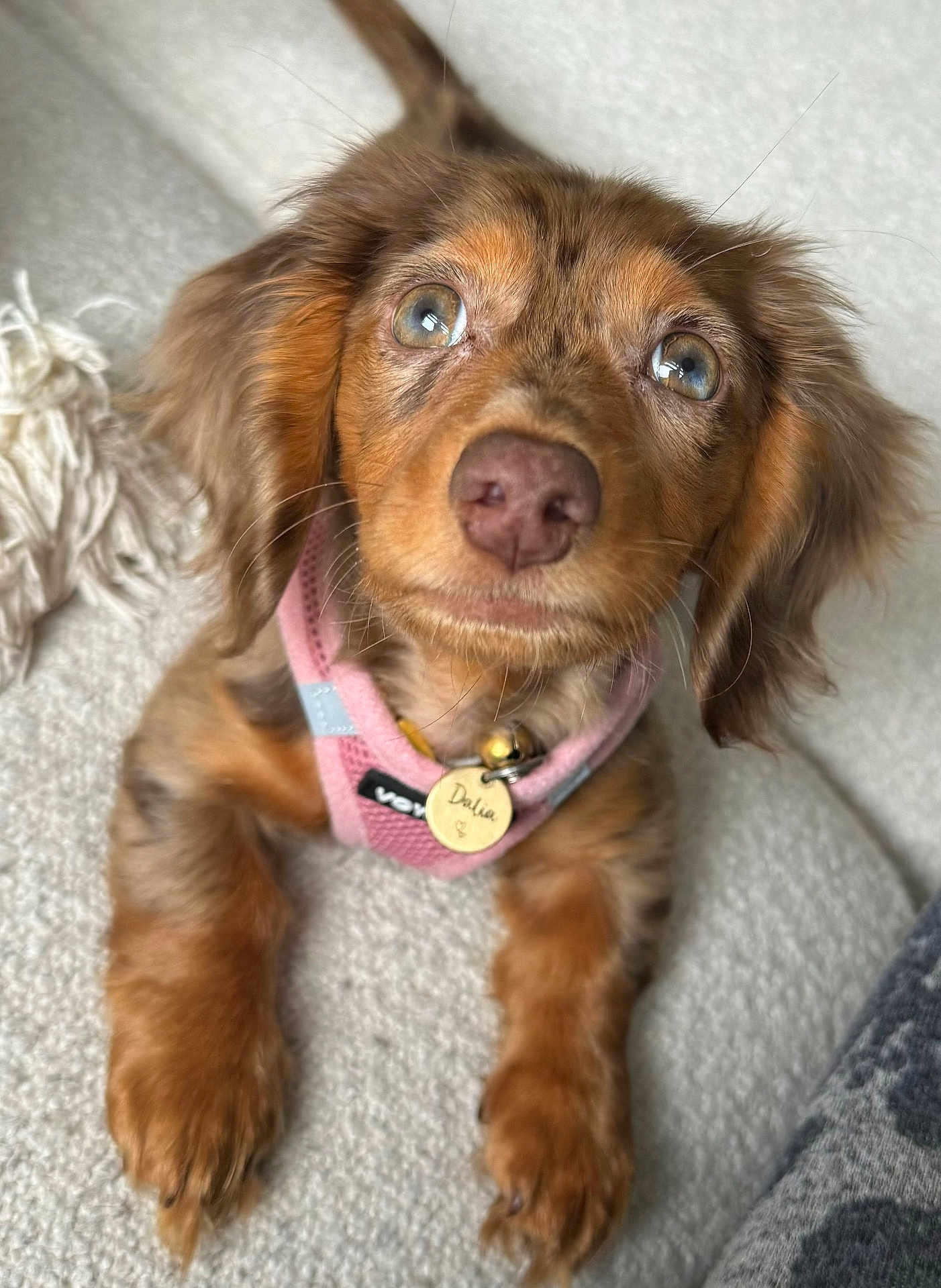 Dalia is registered to the contest to win money with this photo: puppy, dog, close_up, blue_eyes, pink_harness, fur, pet, cute, curious, lying_down, blanket, indoor, cozy, soft_texture, animal, young_dog, portrait, whiskers, nose, ears